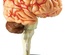 Anatomy Models, Brain
