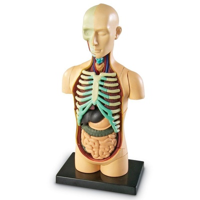 Anatomy Models, Human Body