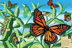 Life Cycle of a Monarch Butterfly Floor Puzzle