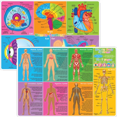 Smart Poly™ Double-Sided Learning Mat, Human Body