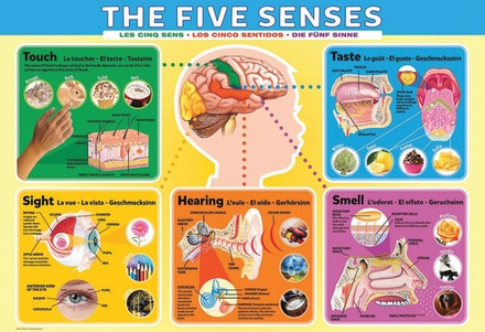 The Five Senses Puzzle