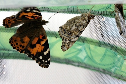 Butterfly Life Cycle Raising Kit  
