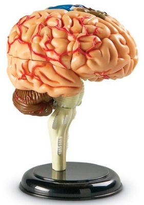 Anatomy Models, Brain
